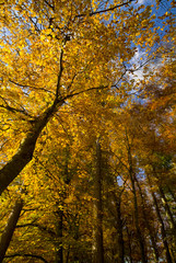 Autumn in the Foresta Umbra, Gargano, Apulia, Italy