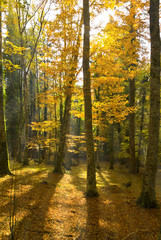 Fall season in the Foresta Umbra, Gargano, Apulia, Italy