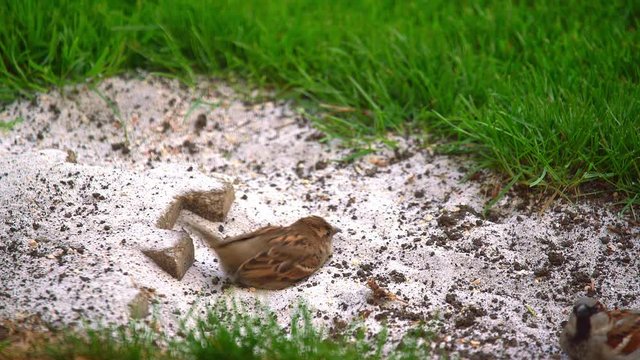 Sperling beim Sandbad