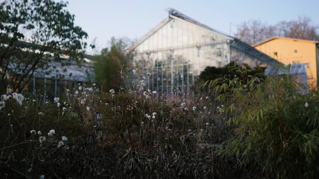 Botanical Garden of Potsdam, Germany. Wind shakes the leaves