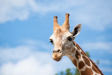 A giraffe's habitat is usually found in African savannas, grasslands or open woodlands