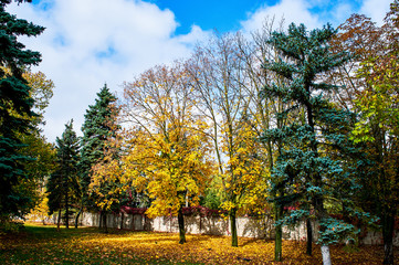 Plakat colorful autumn trees in the City Park