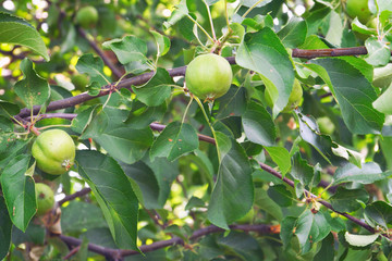 Green apples on branches of Apple trees. Soft focus