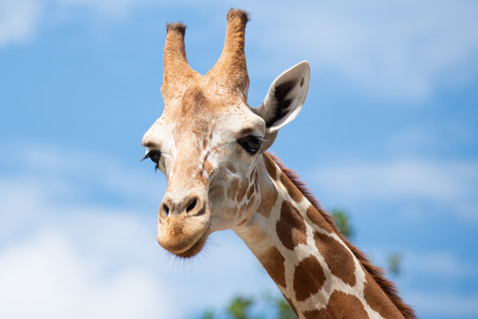 A giraffe's habitat is usually found in African savannas, grasslands or open woodlands