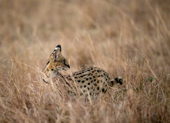 Serval cat in the Savannah, Masai Mara