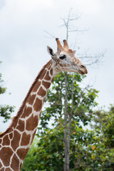 A giraffe's habitat is usually found in African savannas, grasslands or open woodlands