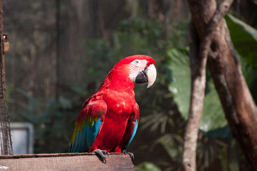 parrot