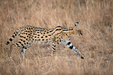 Serval cat walking in Savannah, Masai Mara