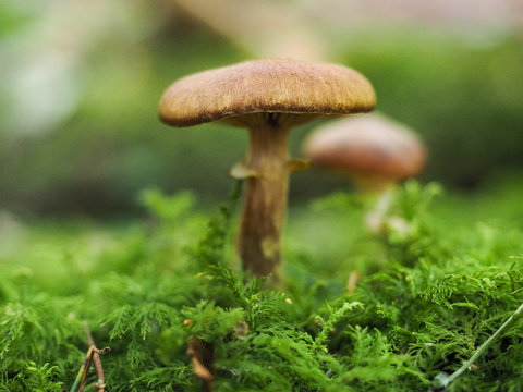 Small brown mushrooms standing out over fresh green moss at forrest floor