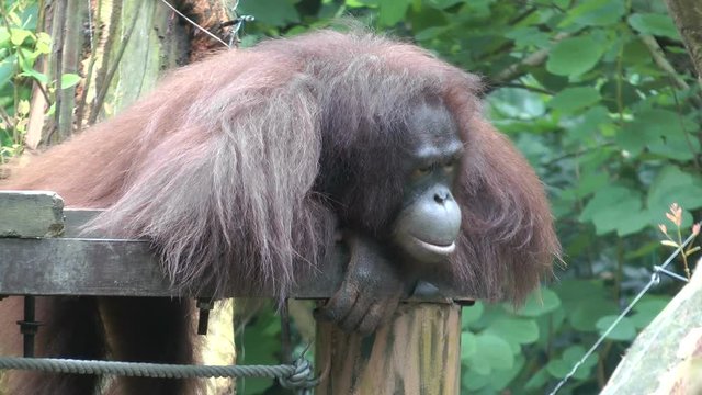 Pongo pygmaeus, zoo