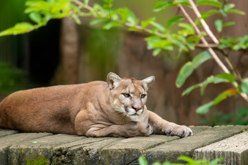 Cougar