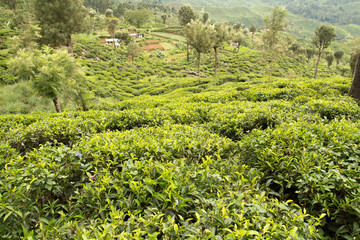 tea plantation green scenery landscape