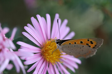 farfalla su fiore