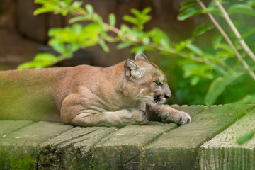 Cougar