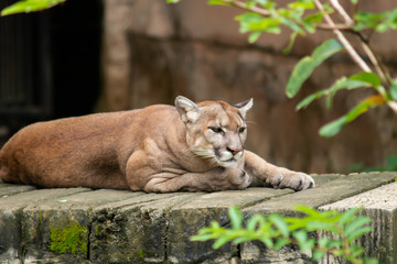 Naklejka premium Cougar
