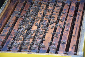 Honey bees kept in a bee box