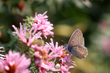 farfalla su fiore