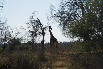 girafe