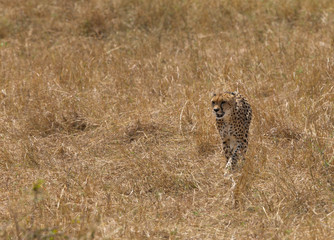 Cheetah in the grassland of Masai Mara