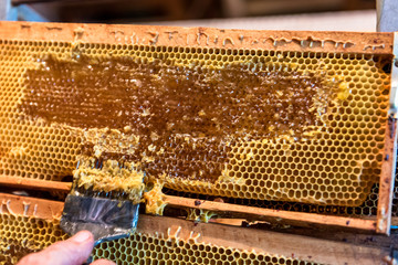 Beekeeping. The beekeeper removes the wax lids from honeycombs frames, preparing the frames for...