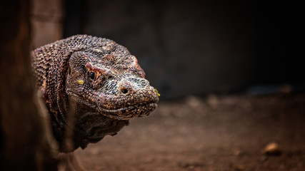 Komodo Dragon