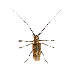 Longhorn beetle or longicorn Cerambycidae isolated on white background