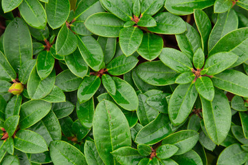 Fresh green leaves of Rhododendron flower tree with water from raindrop