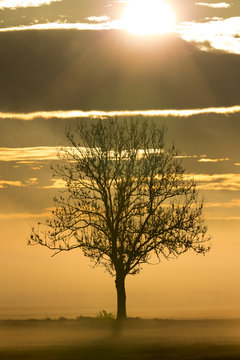 baum im nebel
