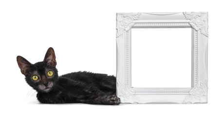 Adorable black Lykoi cat kitten girl laying beside white empty photo frame looking straight in lens...