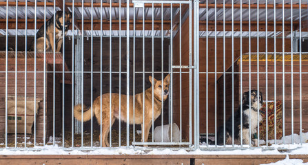 Abandoned dog in the kennel