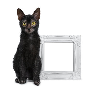 Adorable black Lykoi cat kitten girl sitting beside white empty photo frame looking straight at camera with bright yellow eyes, isolated on white background