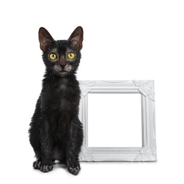 Adorable black Lykoi cat kitten girl sitting beside white empty photo frame looking beside lens with bright yellow eyes, isolated on white background