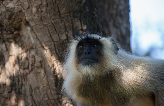 Langur Affee auf der lauer vorsichtig