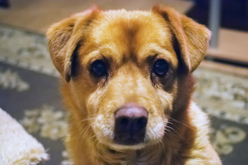 the portrait of a dog looking at us in our eyes