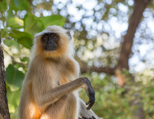 Langur Affe in Indien