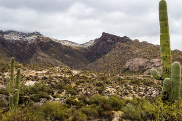 Snowfall in the Catalina Mountains on the Finger Rock hiking trail north of Tucson, Arizona....