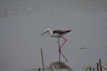 Stelzenläufer im Marivale Nature Reserve Südafrika