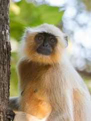 Langur Affee in Indien