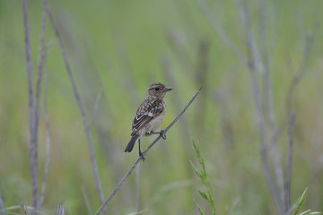 Lerche im Marivale Nature Reserve Südafrika