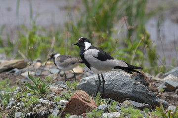 Waffenkiebitz im Marievale Nature Reserve Südafrika