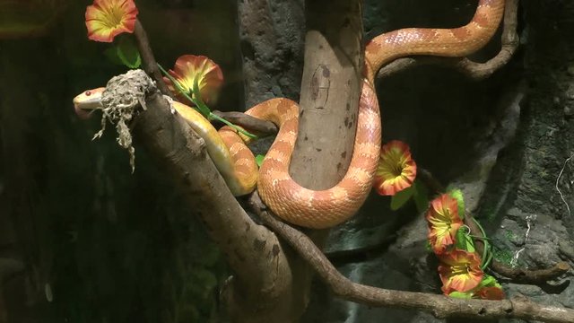 Corn snake on branch