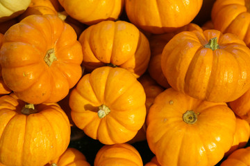 A pile of Pumpkins