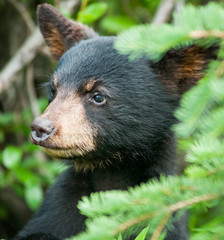 Black bear cub
