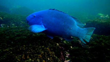 Naklejka premium Big blue Fish,Eastern Blue Groper (Achoerodus viridis), Sydney, Australia