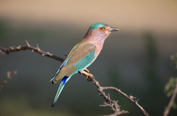 Indian Roller / Hinduracke