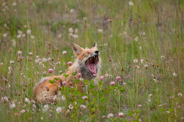 Naklejka na ściany i meble Red fox in wildflowers