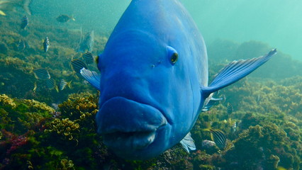 Huge big blue fish, Eastern Blue Groper (Achoerodus viridis), Sydney, Australia
