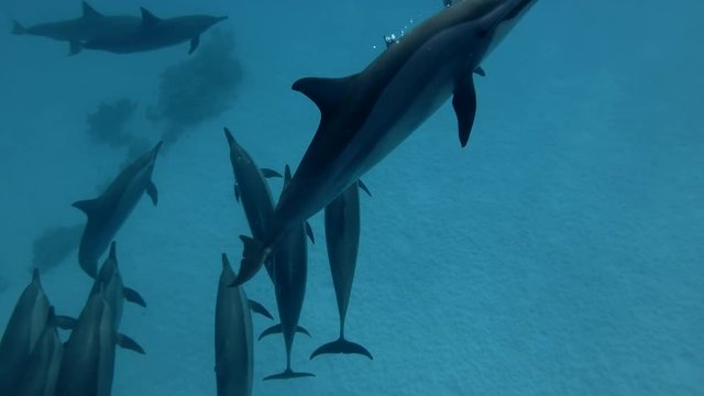 A pod of Spinner dolphins -  Stenella longirostris swims in the blue water over the sandy bottom