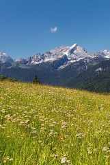 Blumenwiese mit Alpspitze 
