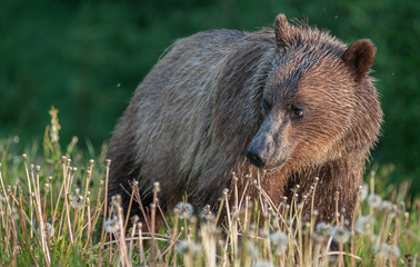 Grizzly bear in a protected area